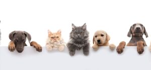 What to Do With Lost and Found Pets in Tallahassee