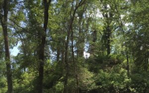 Letchworth-Love Mounds Archaeological State Park