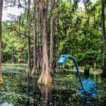 tallahasseemuseum