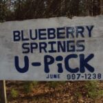 Blueberry Springs Farm
