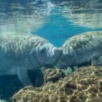 Ellie Schiller Homosassa Springs Wildlife State Park