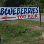 Gainer Blueberry Farm