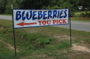 Gainer Blueberry Farm