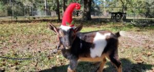 Goat Grams by Silly Goose Farmstead