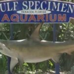 Gulf Specimen Marine Aquarium