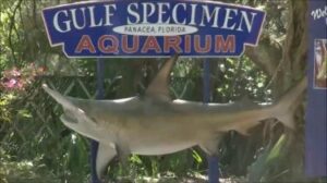 Gulf Specimen Marine Aquarium