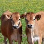 Ocheesee Creamery