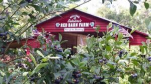 Saladino's Red Barn Farm
