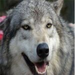 Seacrest Wolf Preserve