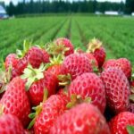 U-Pick Strawberry Patch at Spring Hill