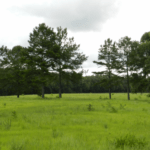 phipps site banner