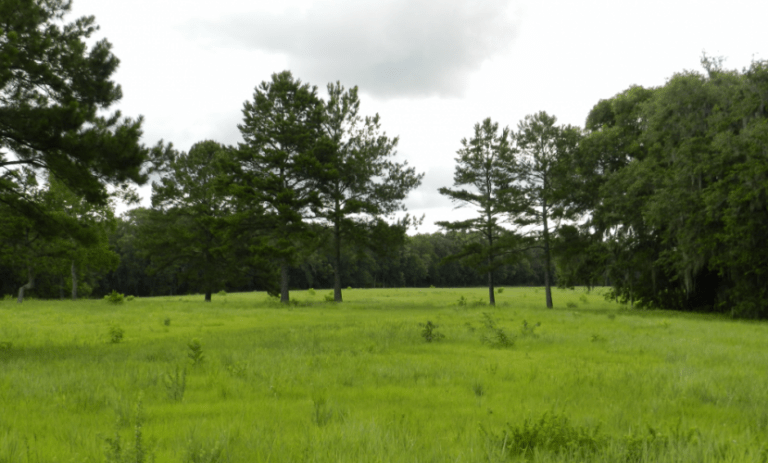 phipps site banner