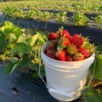 spring hill tree farm