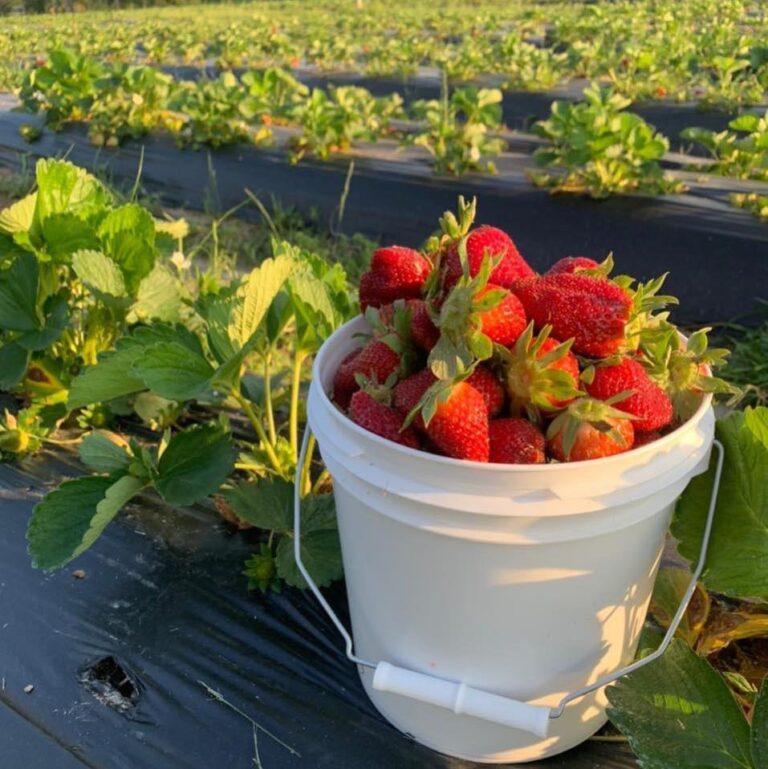 spring hill tree farm