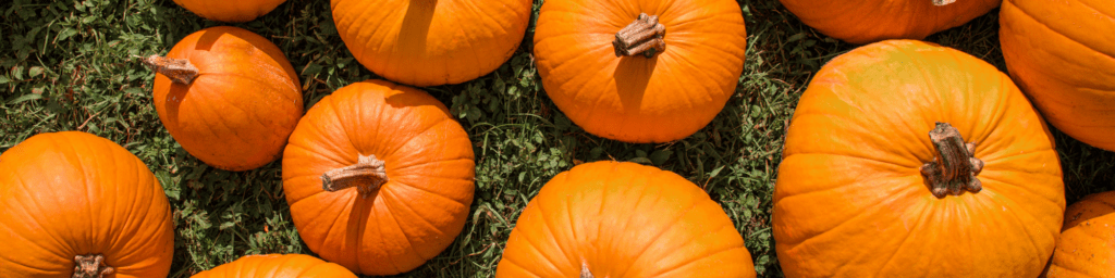 pumpkin patches tallahassee
