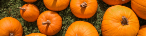 pumpkin patches tallahassee