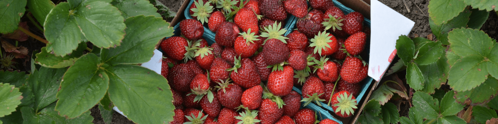 u pick farms tallahassee