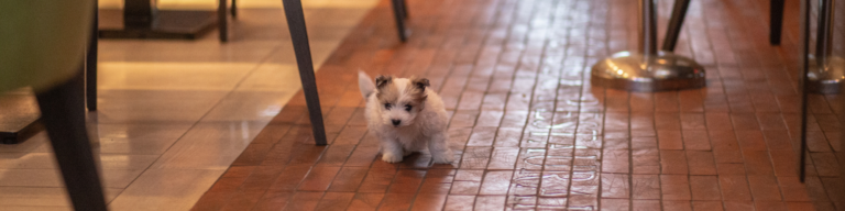 dog friendly restaurants in tallahassee