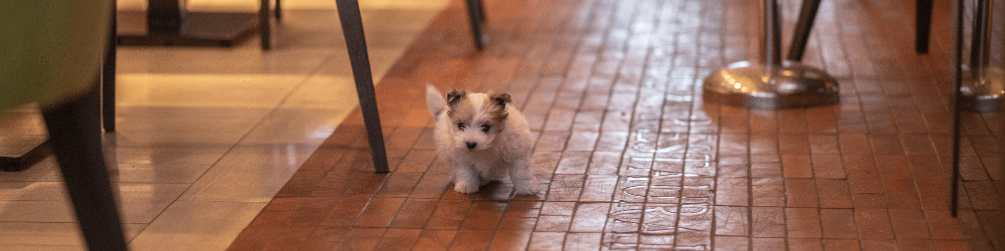 dog friendly restaurants in tallahassee