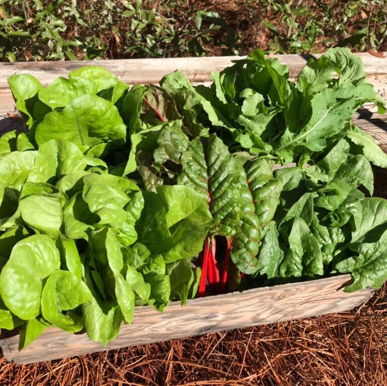 longleaf pasture farm