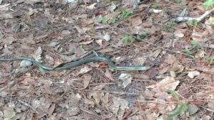 green snake