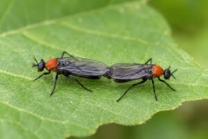 lovebug season tallahassee