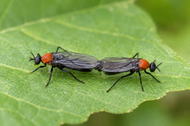 lovebug season tallahassee
