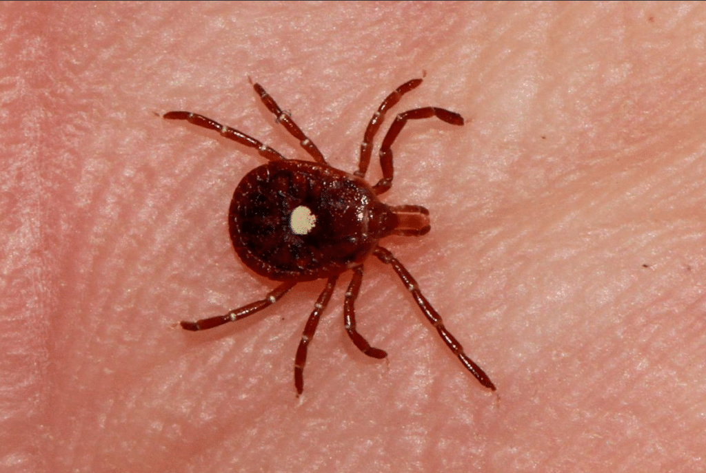 ticks in fl
